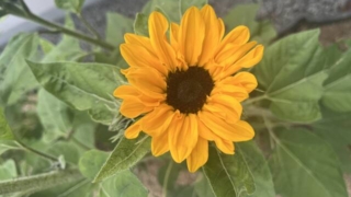 Thumbnail of post image 165