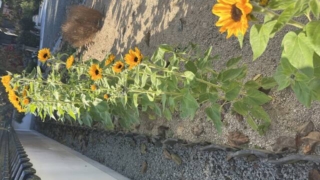 Thumbnail of post image 131